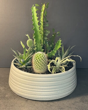 7 plants in ceramic bowl