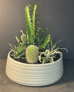 7 plants in ceramic bowl