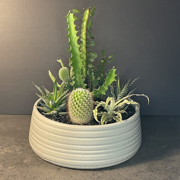 7 plants in ceramic bowl