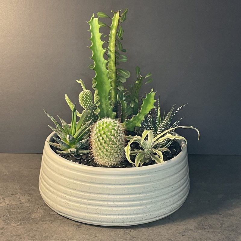7 plants in ceramic bowl